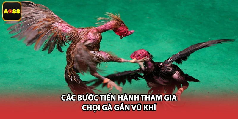 Các bước tiến hành tham gia chọi gà gắn vũ khí