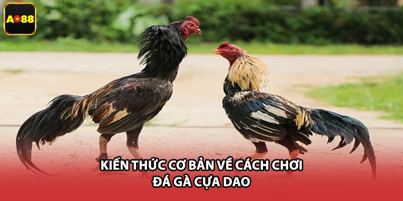 Kiến thức cơ bản về cách chơi đá gà cựa dao