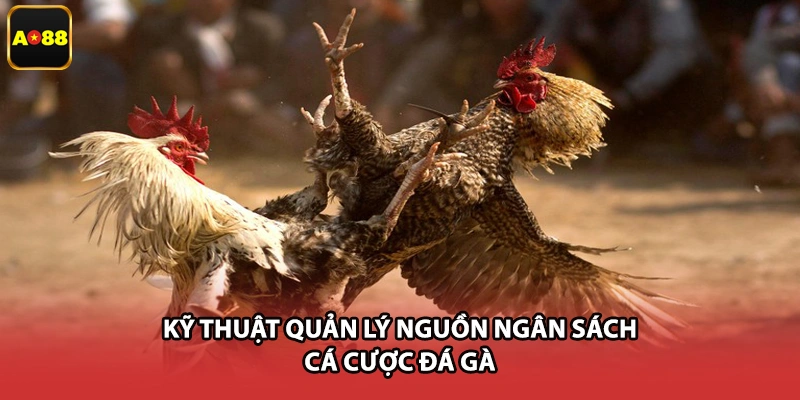 Kỹ thuật quản lý nguồn ngân sách cá cược đá gà